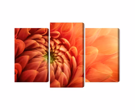 Canvastavla - Multipart Orange Chrysanthemum on a