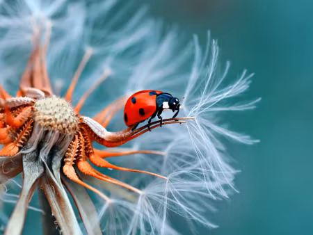 Canvastavla - Multipart Ladybug on a Dandelion in
