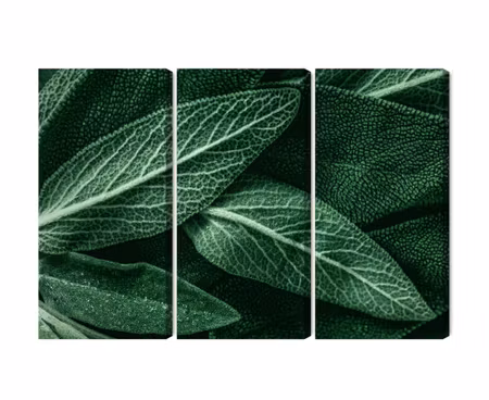 Canvastavla - Multipart Salvia Leaves on a Macro