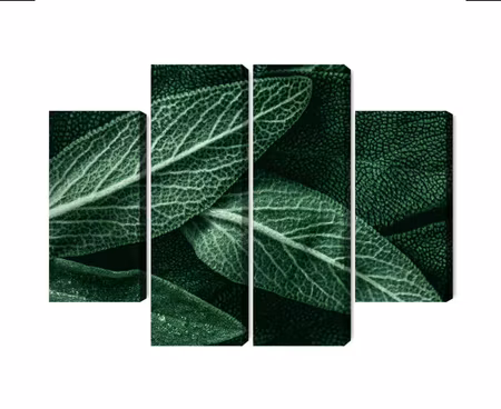 Canvastavla - Multipart Salvia Leaves on a Macro