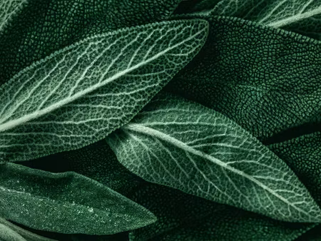 Canvastavla - Multipart Salvia Leaves on a Macro