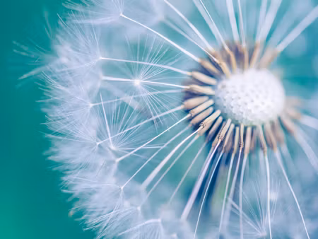 Canvastavla - Multipart Dandelion on a Macro Scale
