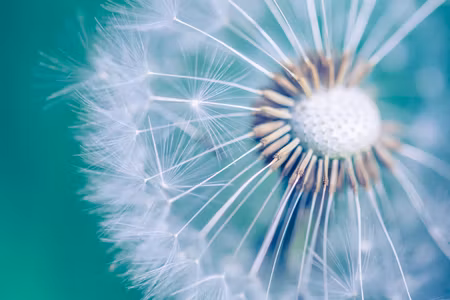 Canvastavla - Multipart Dandelion on a Macro Scale