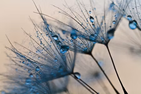 Canvastavla - Multipart Dandelions with Water