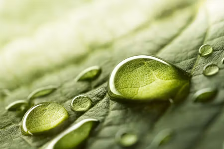 Canvastavla - Multipart Water Drops on a Leaf on
