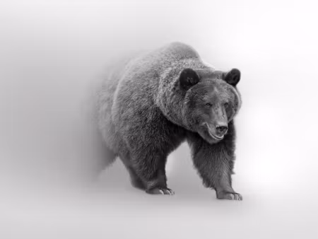 Canvastavla - Multipart Bear in the Fog D