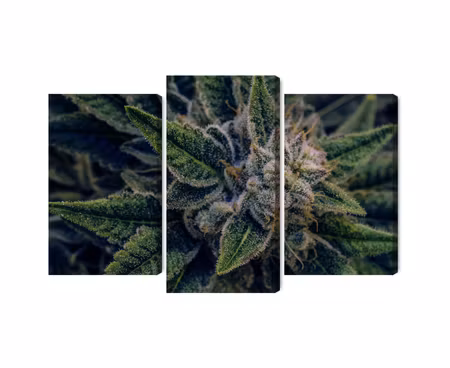 Canvastavla - Multipart Cannabis Plant Close Up