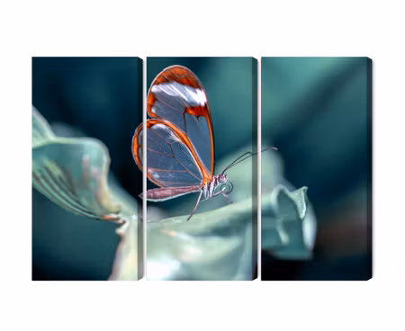Canvastavla - Multipart Glass-winged Butterfly