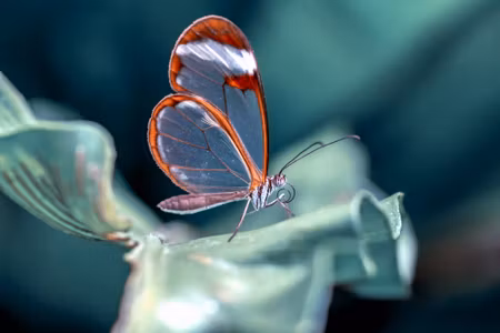 Canvastavla - Multipart Glass-winged Butterfly