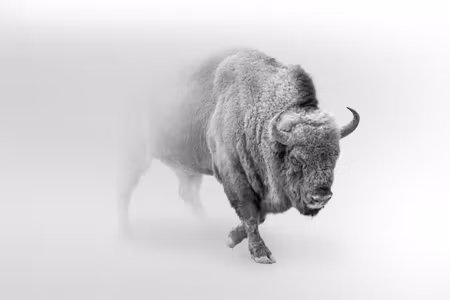 Canvastavla - Multipart Bison in the Fog D