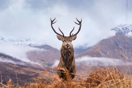Canvastavla - Multipart a Deer on a Background of