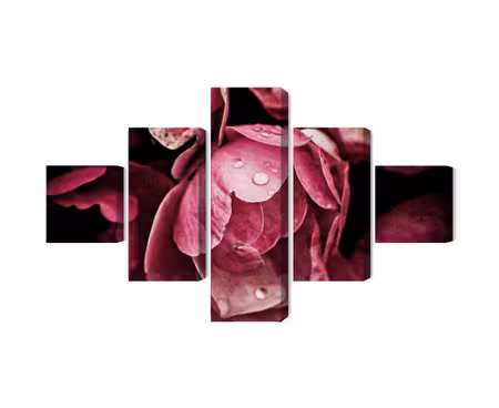 Canvastavla - Multipart Peony Flowers Close Up D
