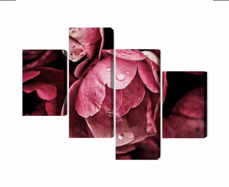 Canvastavla - Multipart Peony Flowers Close Up D