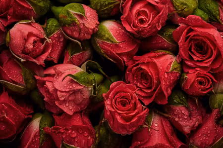 Canvastavla - Multipart Roses with Water Drops