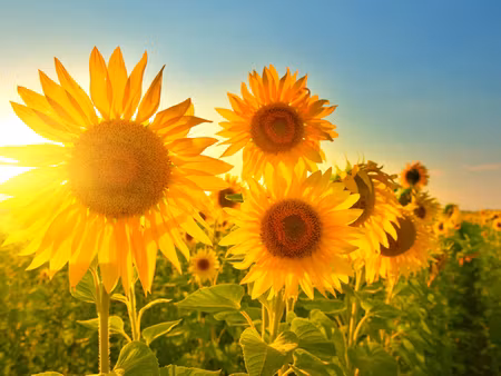 Canvastavla - Multipart Sunflower Field At Sunset