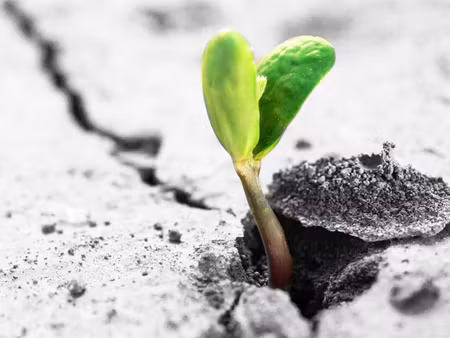 Canvastavla - Multipart D Plant Sprouting