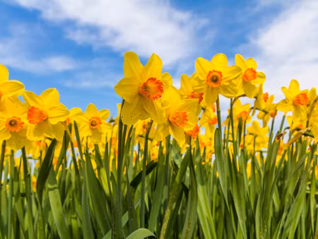 Canvastavla - Multipart Daffodil Field D
