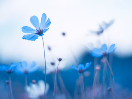 Canvastavla - Multipart Delicate Blue Flowers
