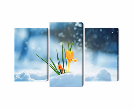 Canvastavla - Multipart Yellow Crocuses Breaking