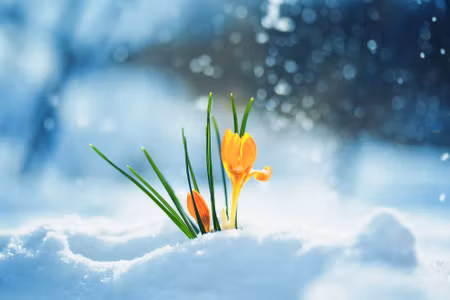 Canvastavla - Multipart Yellow Crocuses Breaking