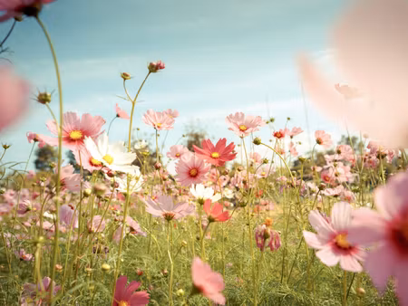Canvastavla - Multipart Cosmos Flowers in the