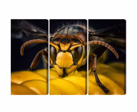 Canvastavla - Multipart Wasp on a Macro Scale