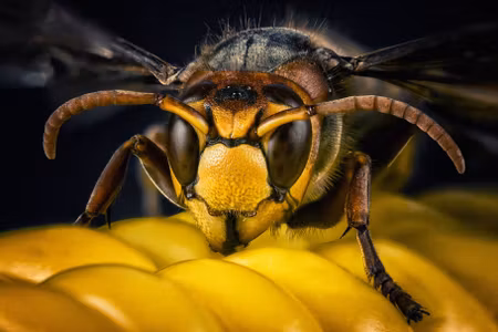 Canvastavla - Multipart Wasp on a Macro Scale