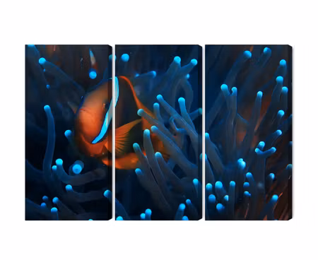 Canvastavla - Multipart Clownfish in a D Anemone