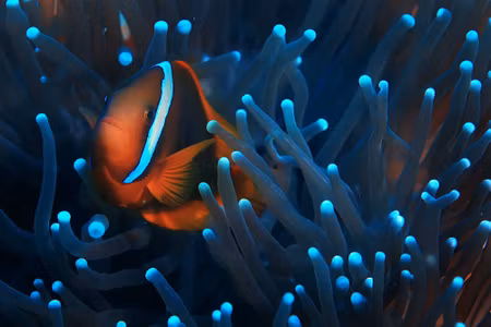 Canvastavla - Multipart Clownfish in a D Anemone