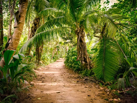 Canvastavla - Multipart Path in a Tropical D