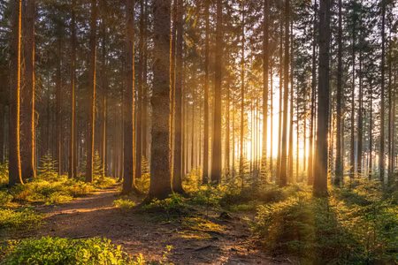 Canvastavla - Multipart Sunset in the Forest