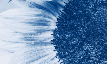 Canvastavla - Multipart Blue Sunflower on a Macro