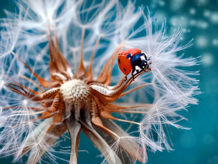Canvastavla - Multipart Ladybug on a Dandelion on