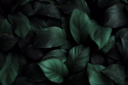 Canvastavla - Multipart Green Leaves on a Macro