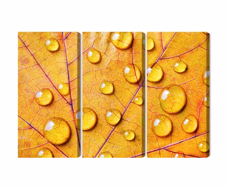 Canvastavla - Multipart Water Drops on an Autumn