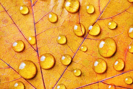 Canvastavla - Multipart Water Drops on an Autumn