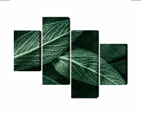 Canvastavla - Multipart Salvia Leaves on a Macro