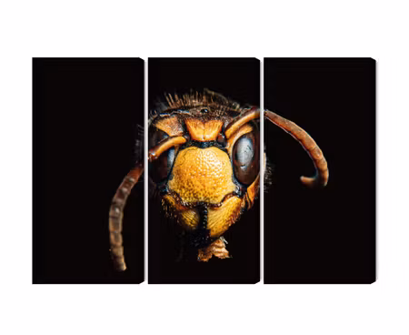 Canvastavla - Multipart Hornet on a Macro Scale