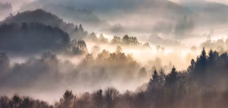 Canvastavla - Mist in Forest with Sunbeam Rays