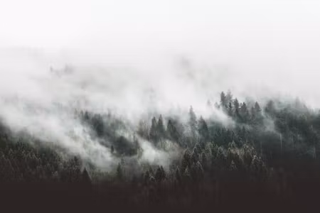 Canvastavla - Moody Forest Landscape with Fog and