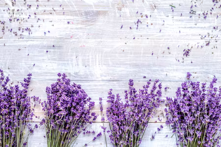 Canvastavla - Multipart Lavender Flowers on a