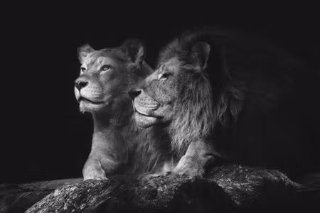 Canvastavla - Multipart Lion and Lioness on a