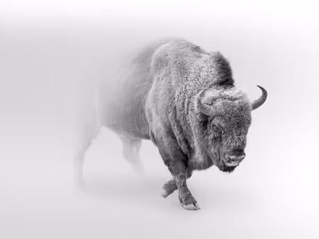Canvastavla - Multipart Bison in the Fog D