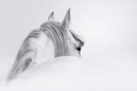 Canvastavla - Multipart Andalusian Horse in the