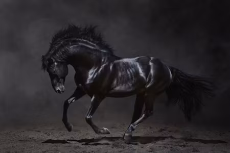 Canvastavla - Multipart Black Horse At a Gallop