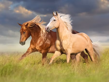 Canvastavla - Multipart Horses Galloping in a D
