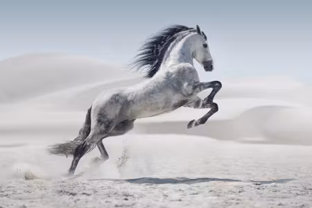 Canvastavla - Multipart Horse in the Desert D