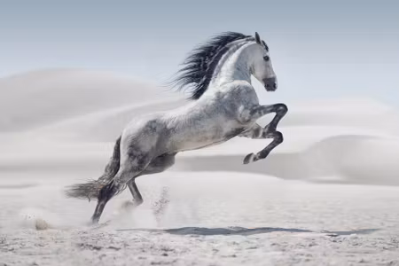 Canvastavla - Multipart Horse in the Desert D