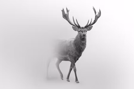 Canvastavla - Multipart a Stately Deer in the Fog