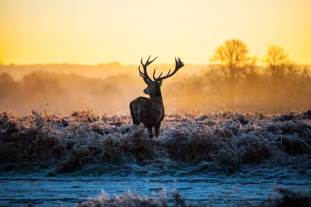 Canvastavla - Multipart Deer in the Rut in D